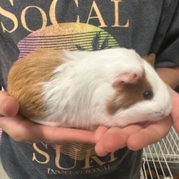 Rescue Guinea Pig Guinea Pigs for Adoption in Lynchburg, Virginia - Buttercup | PetCurious